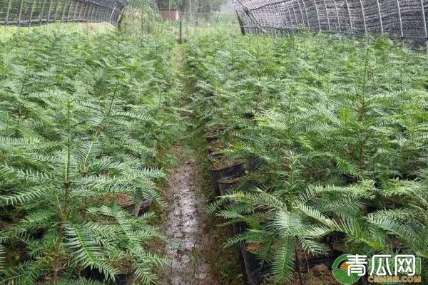 香榧的种植前景如何？附香榧的种植成本及效益分析