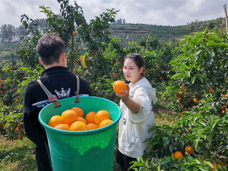 游客正在采摘果冻橙