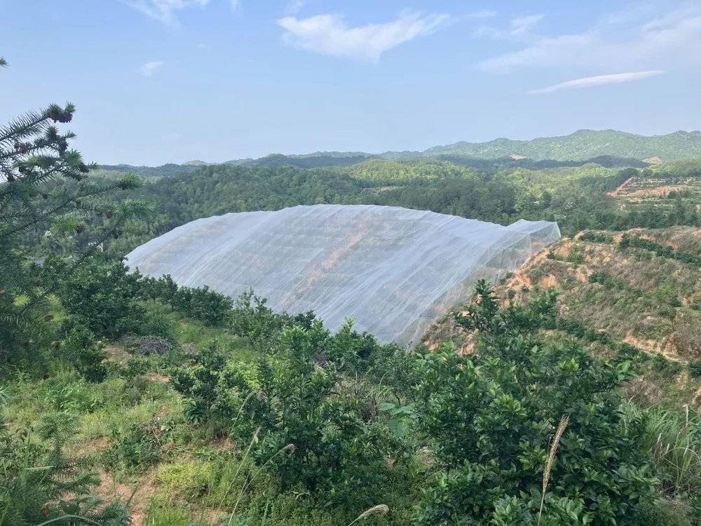 致富种植副业项目怎么样_致富种植创业项目_副业种植致富项目