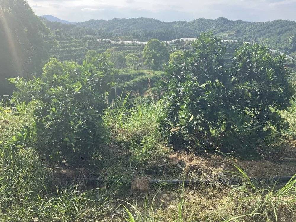 副业种植致富项目_致富种植副业项目怎么样_致富种植创业项目