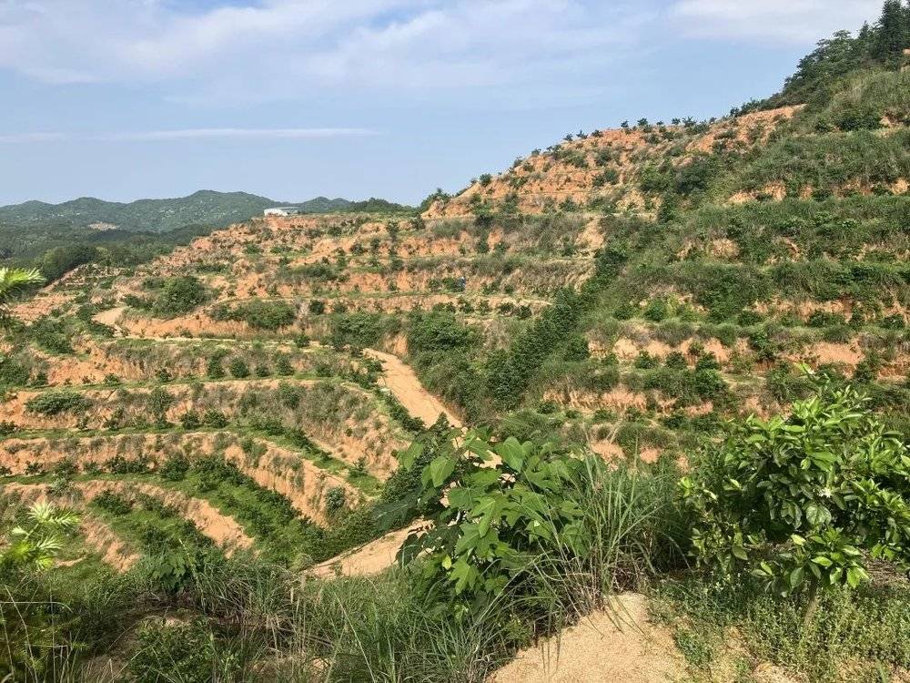 致富种植副业项目怎么样_致富种植创业项目_副业种植致富项目