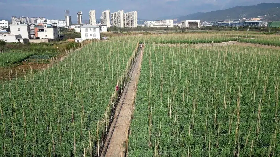 致富豌豆种植菜经验总结_致富豌豆种植菜经验交流_种植菜豌豆致富经验