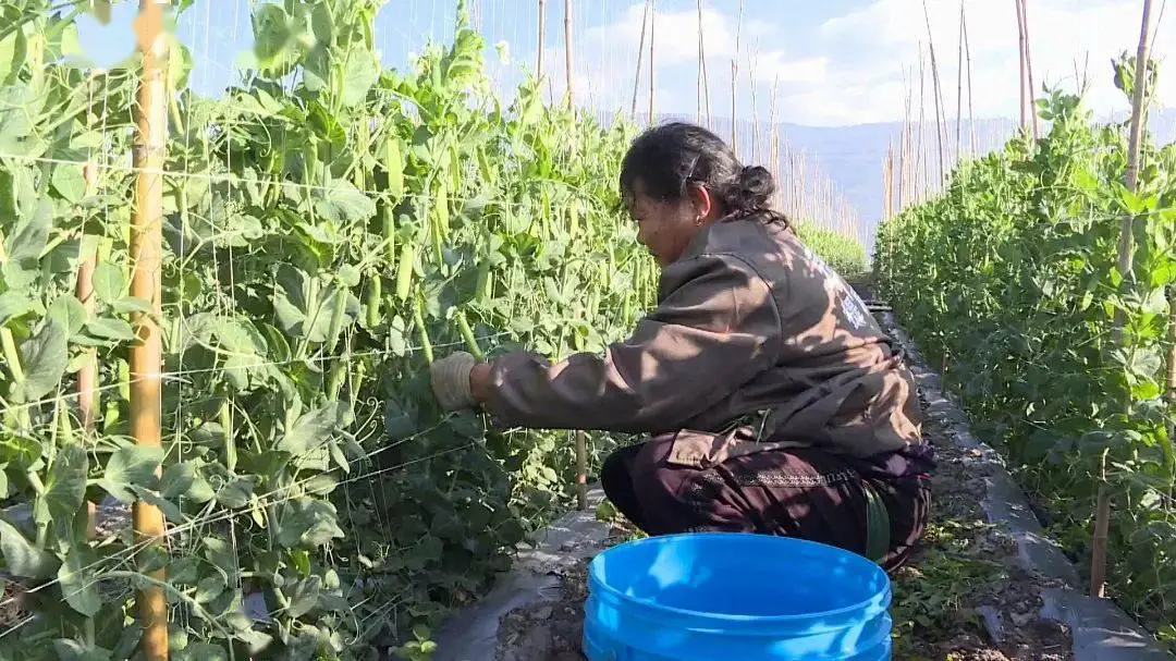 致富豌豆种植菜经验交流_种植菜豌豆致富经验_致富豌豆种植菜经验总结