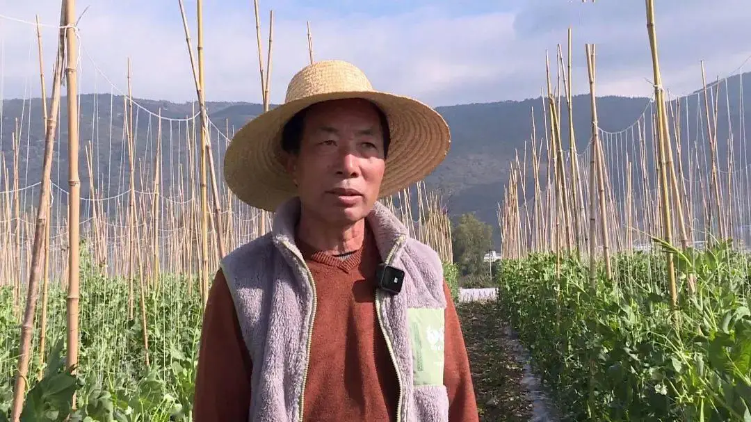 致富豌豆种植菜经验总结_种植菜豌豆致富经验_致富豌豆种植菜经验交流