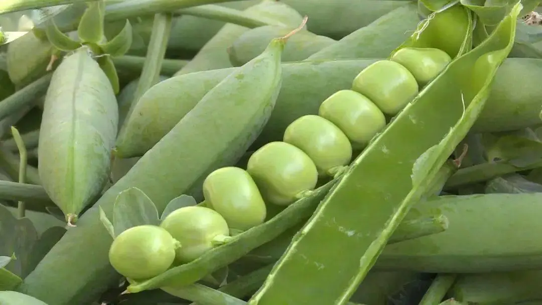 致富豌豆种植菜经验交流_种植菜豌豆致富经验_致富豌豆种植菜经验总结