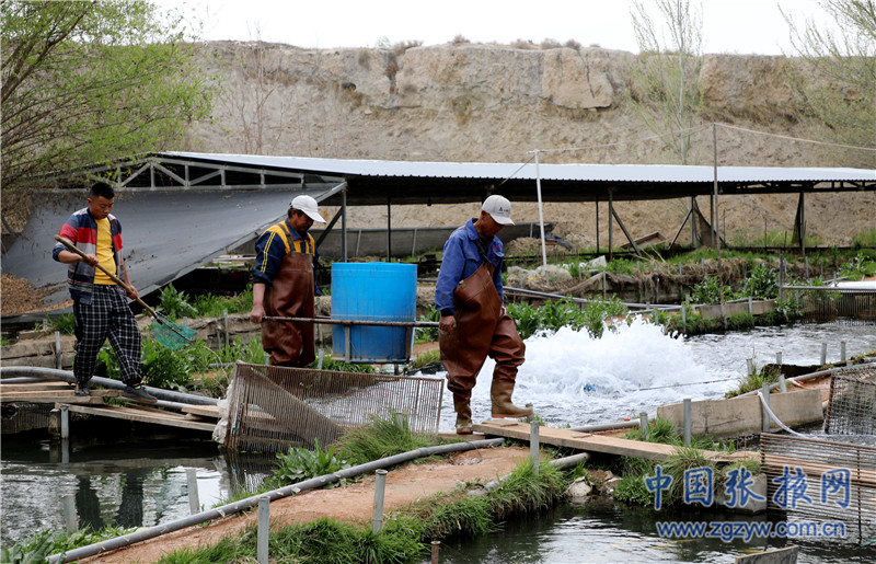 家庭养殖冷水鱼_致富经冷水鱼养殖_致富冷水养殖鱼图片