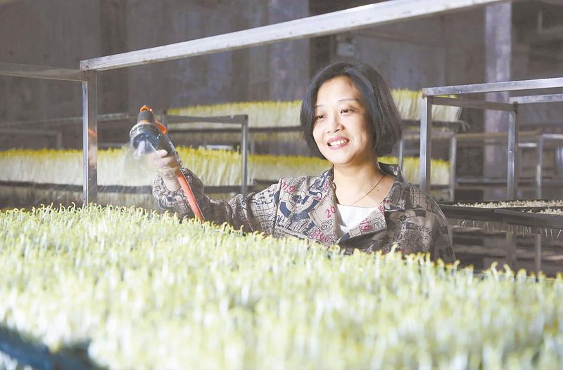 豌豆种植技术_种植菜豌豆致富经验_豌豆种植效益