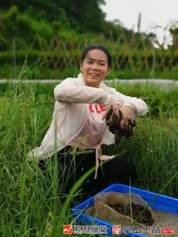 人工养水蛭存活率是多少_人工养殖的水蛭_人工养殖菲牛水蛭技术