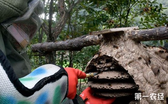 河南洛阳：养殖胡蜂带来“毒门”生意经