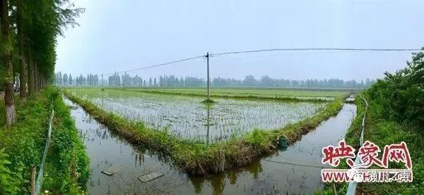 致富种植糯米视频_致富种植糯米怎么样_糯米种植致富