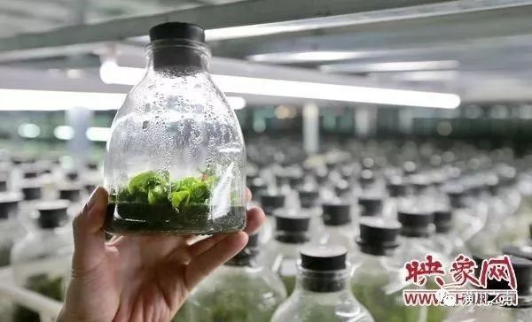 致富种植糯米怎么样_糯米种植致富_致富种植糯米视频