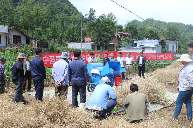 家庭种植香椿苗视频_种植香椿赚钱吗_致富经香椿种植视频