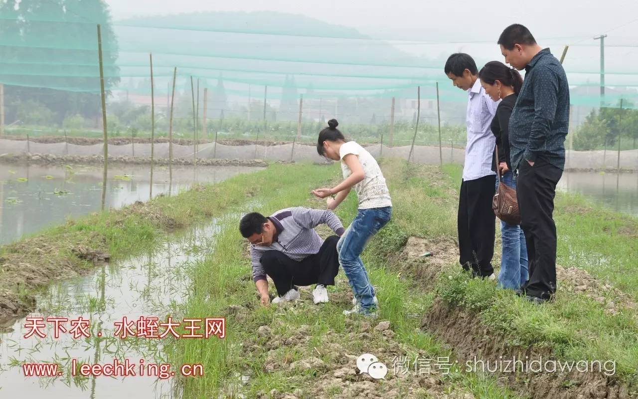 人工水蛭养殖技术视频_人工养殖菲牛水蛭技术_现在菲牛水蛭多少钱一斤