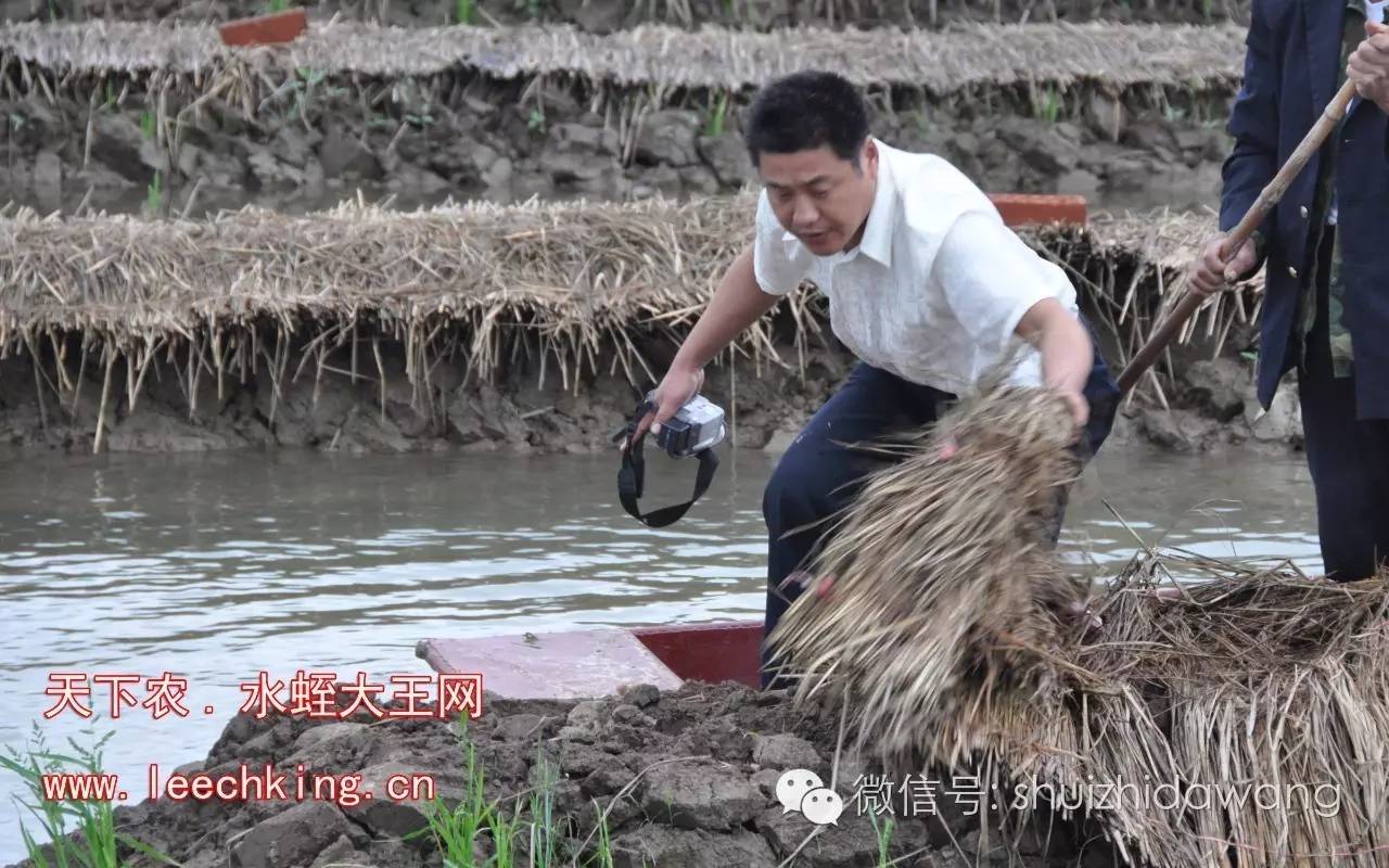 人工养殖菲牛水蛭技术_人工水蛭养殖技术视频_现在菲牛水蛭多少钱一斤