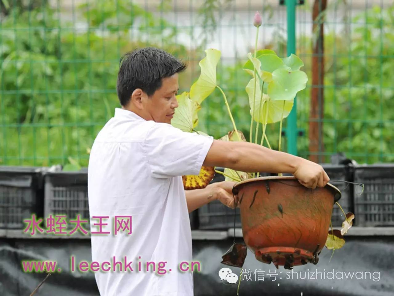 现在菲牛水蛭多少钱一斤_人工养殖菲牛水蛭技术_人工水蛭养殖技术视频