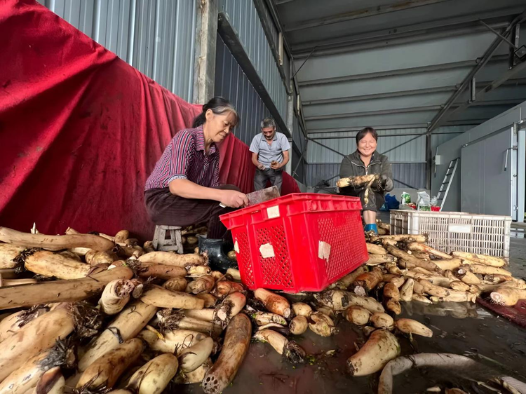 致富经莲藕种植_水果藕亩产量是多少_致富经水果藕