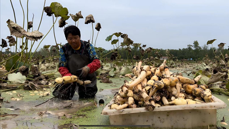 致富经莲藕种植_水果藕亩产量是多少_致富经水果藕