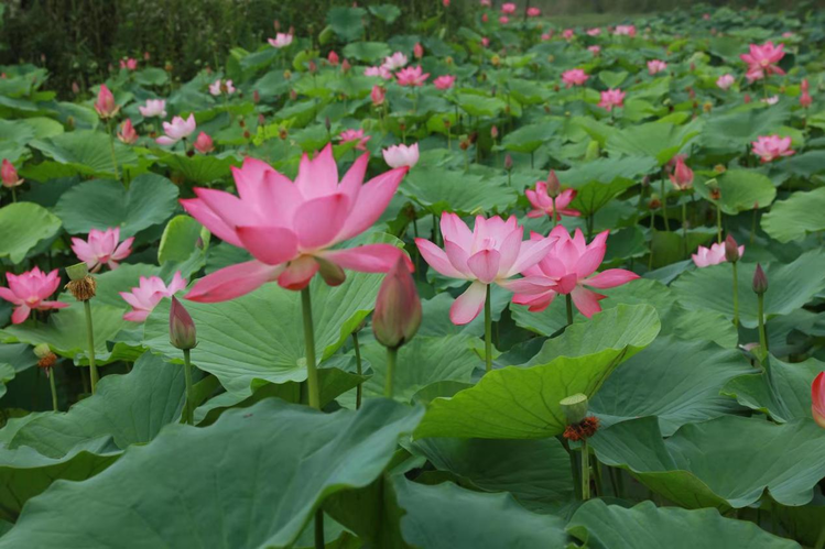 致富经莲藕种植_水果藕亩产量是多少_致富经水果藕