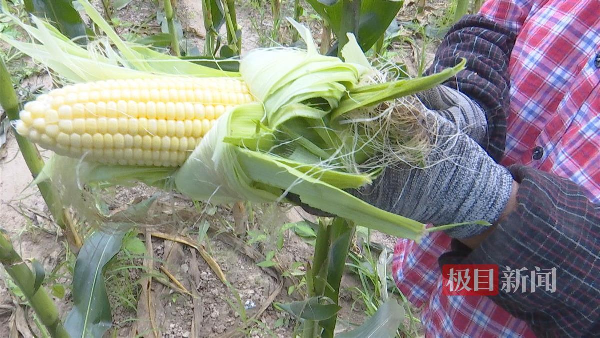 致富经甜玉米种植视频_玉米种植大户致富_种植玉米致富案例