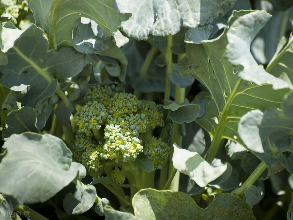 夏季菜花的种植技术_夏季种植菜花技术要点_夏季菜花育苗技术