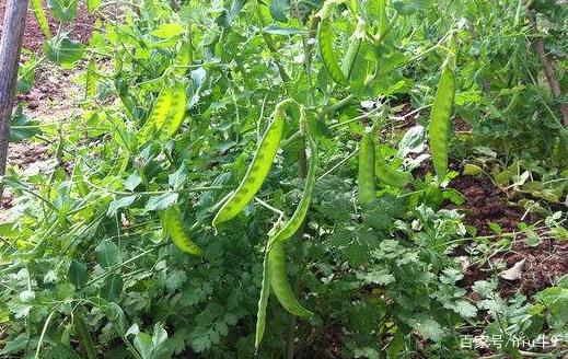 怎样种植荷兰豆苗视频_荷兰豆的种植技术视频_荷兰豆的种植视频