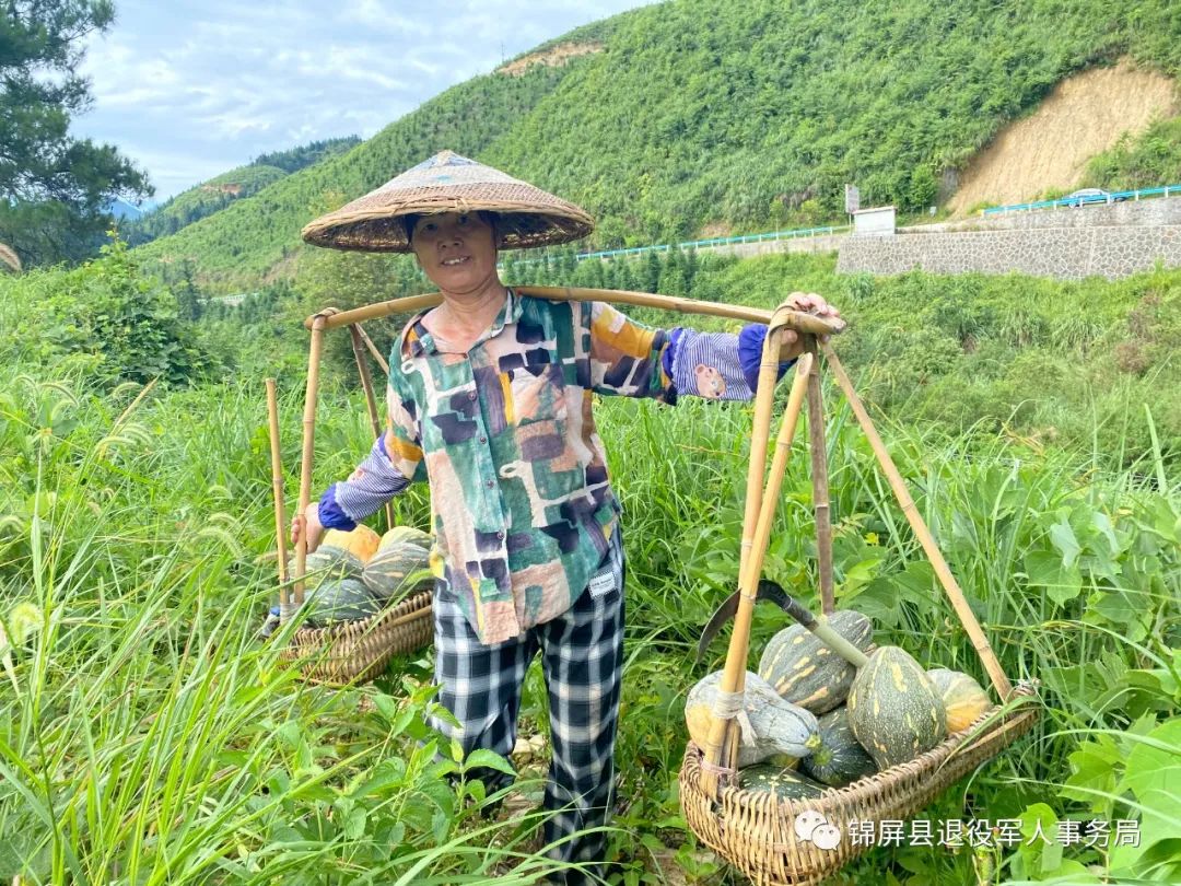 吃南瓜藤的南瓜种植_种南瓜藤致富经_种植南瓜藤致富