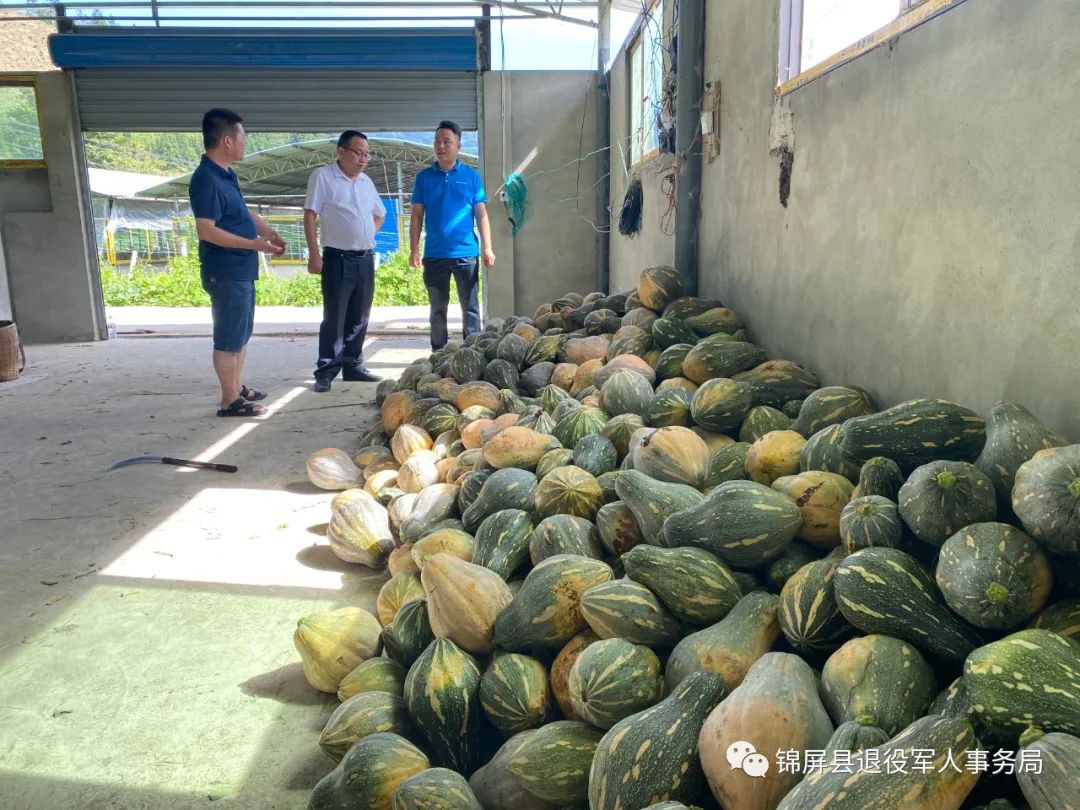 吃南瓜藤的南瓜种植_种植南瓜藤致富_种南瓜藤致富经