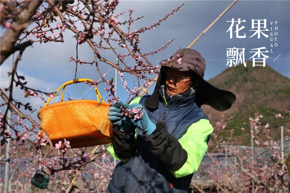 种花致富选什么品种_致富经花卉种植_致富经 种花