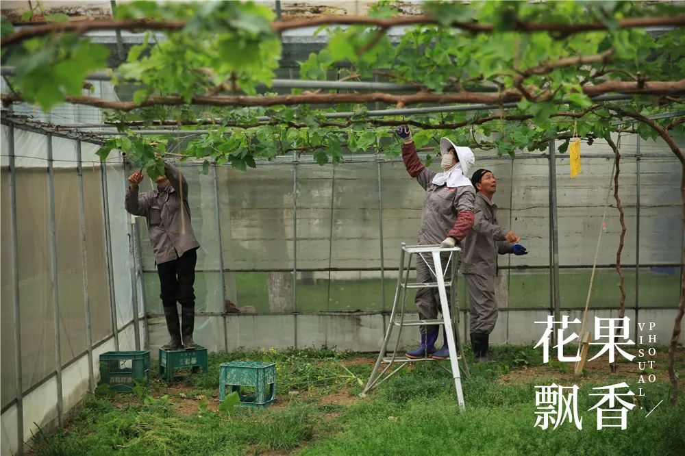 致富经花卉种植_致富经 种花_种花致富选什么品种