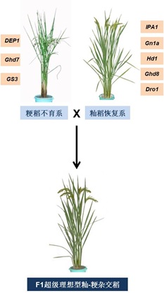 李家洋、钱前等提出高产优质超级杂交水稻设计育种新模型中国科学院遗传与发育生物学研