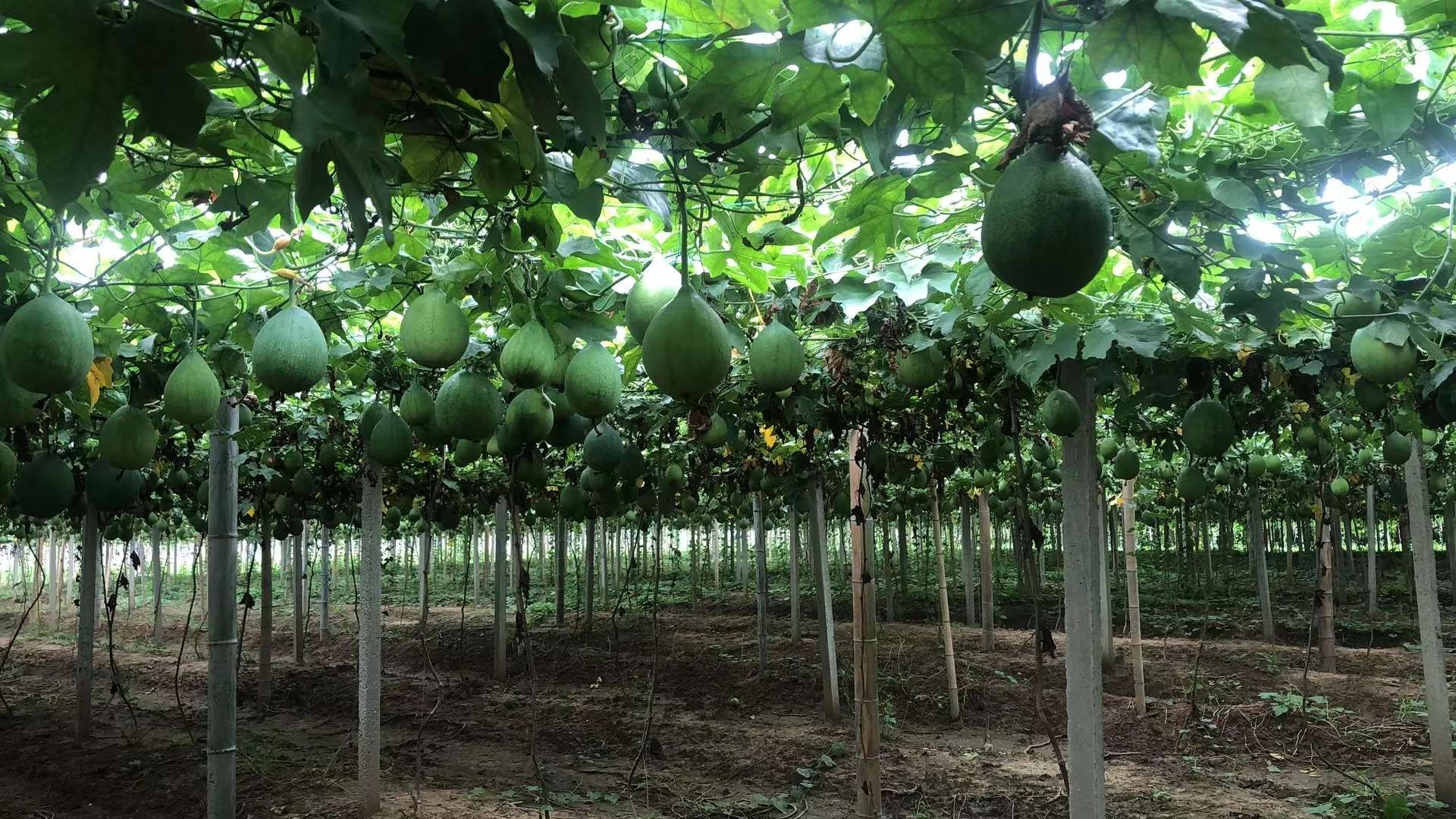 桃李栽培技术要点_桃李种植技术_桃李种植致富视频