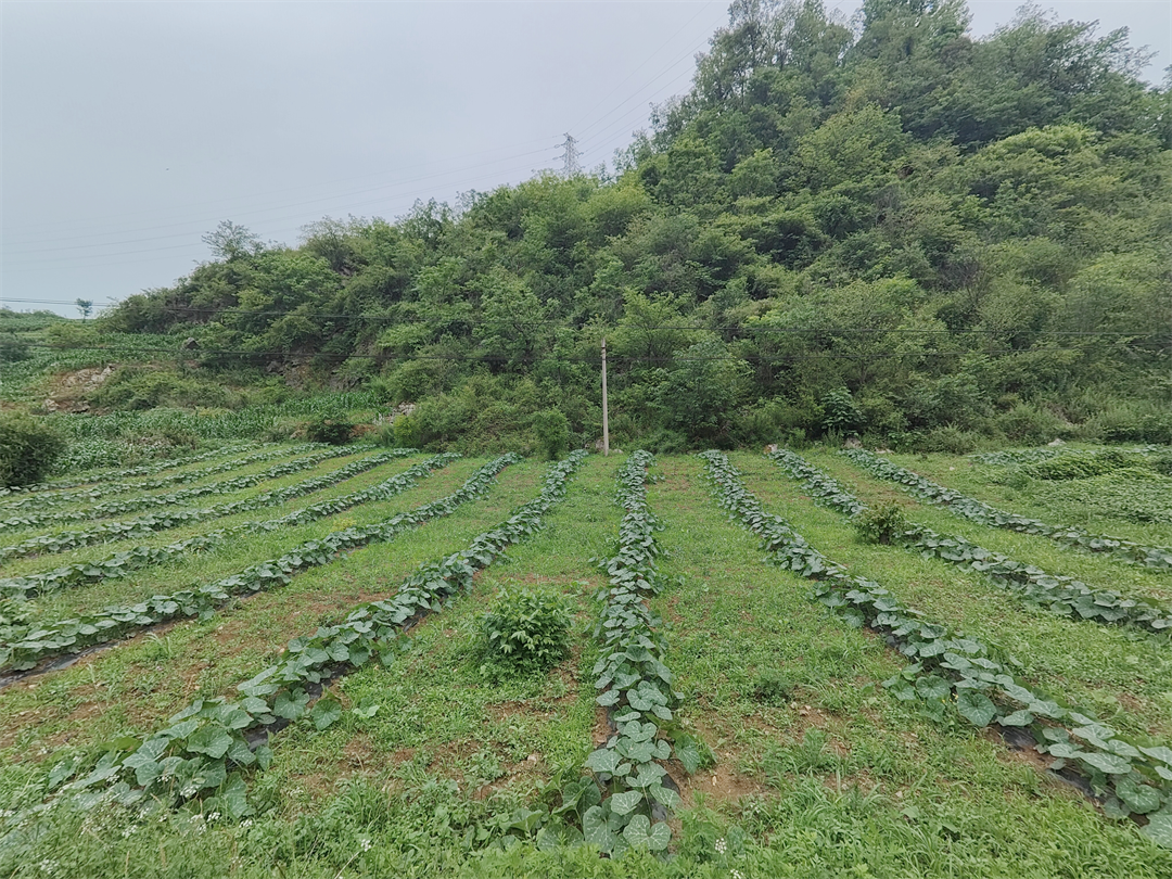 织金县金龙乡：南瓜长势好 致富劲头足