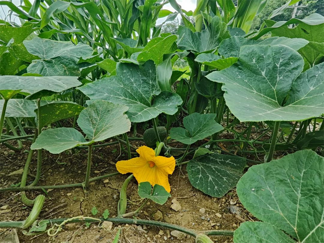 南瓜藤种植产量多少_种植南瓜藤致富_南瓜滕种植