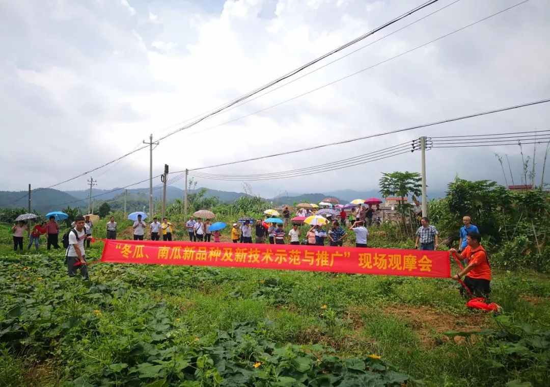 亩纯利近5000元！ 种香芋南瓜想赚更多？模式和技术一并送上