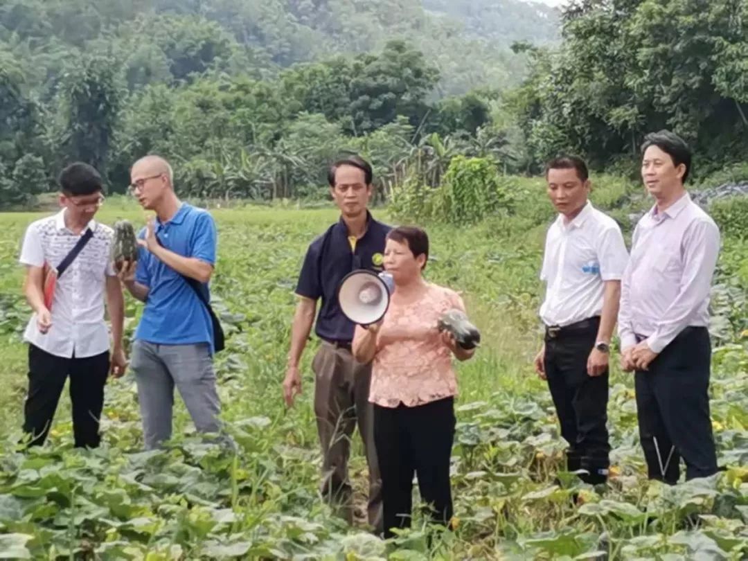 吃南瓜藤的南瓜种植_南瓜藤种植技术视频_种植南瓜藤致富