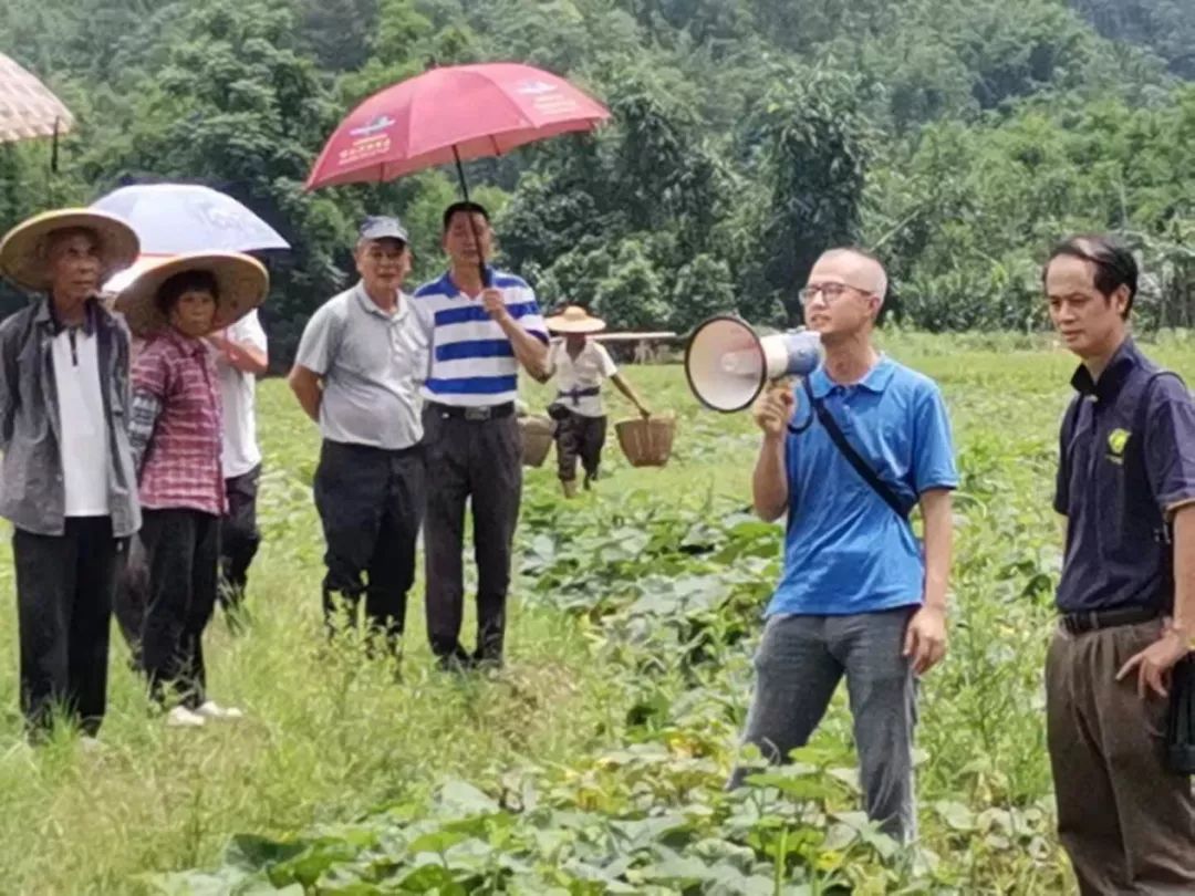 种植南瓜藤致富_南瓜藤种植技术视频_吃南瓜藤的南瓜种植