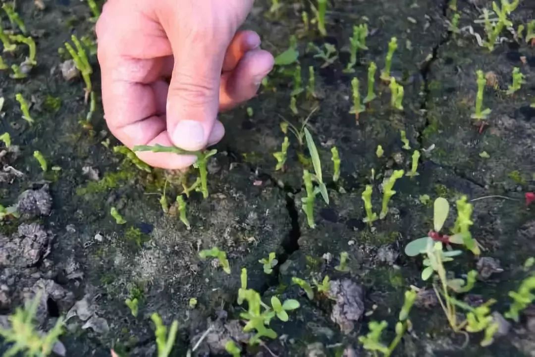 大棚种植致富蔬菜品种_致富蔬菜大棚种植品种大全_种植蔬菜大棚前景如何