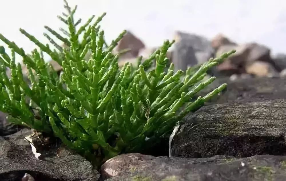 致富蔬菜大棚种植品种大全_种植蔬菜大棚前景如何_大棚种植致富蔬菜品种