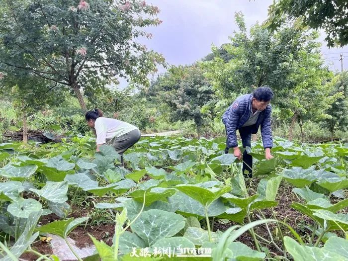 南瓜滕种植_种植南瓜藤致富_南瓜藤种植技术视频