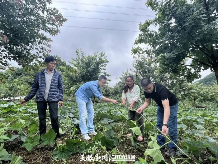 种植南瓜藤致富_南瓜滕种植_南瓜藤种植技术视频