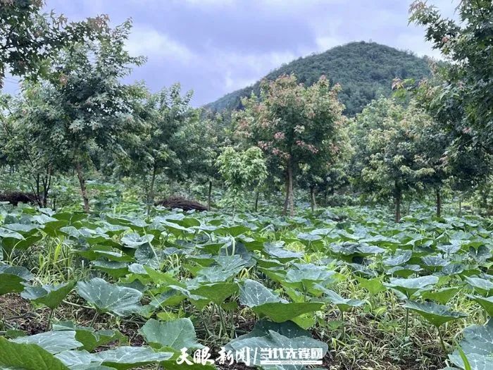 南瓜藤种植技术视频_南瓜滕种植_种植南瓜藤致富