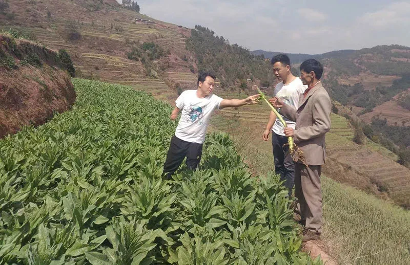 桃李种植技术_桃李种植致富视频_桃李栽培技术要点