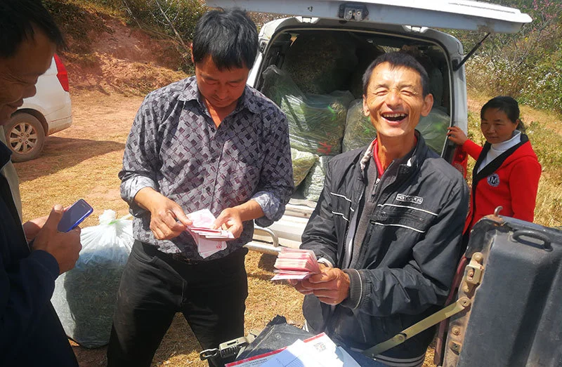 桃李栽培技术要点_桃李种植致富视频_桃李种植技术