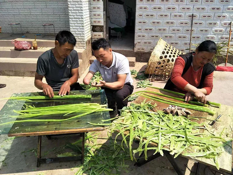 桃李种植致富视频_桃李种植技术_桃李栽培技术要点