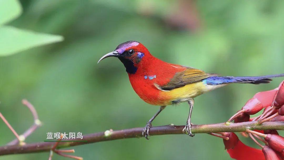 致富经花卉种植_种植花卉致富_致富经 种花