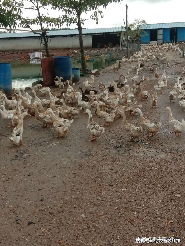 养鸭子鱼塘怎么样钓鱼_鱼塘鸭子养殖技术视频_视频鸭子养殖鱼塘技术教学