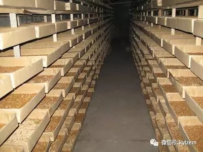 蛋白质饲料：黄粉虫培育技术