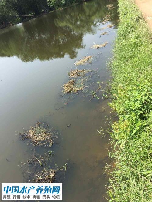 鲮鱼水花最新养殖技术_水花鱼苗养殖技术视频_怎样养殖水花鱼苗