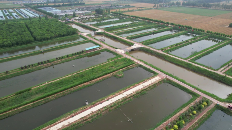 致富经红色泥鳅_养殖泥鳅富豪_泥鳅养殖致富