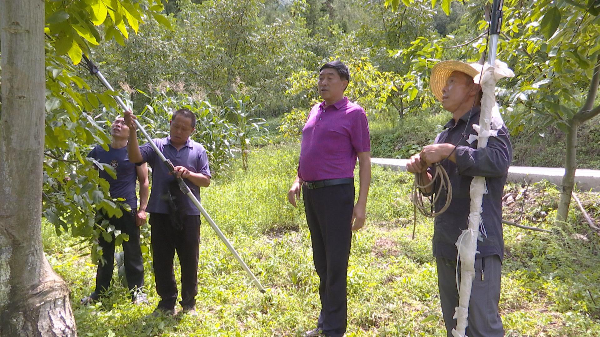 致富经核桃种植_核桃种植收益怎么样_致富核桃种植方法